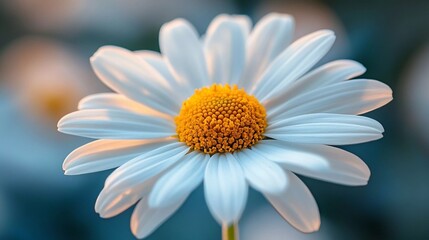 Fototapeta premium Detailed daisy with a focus on its intricate petal arrangement and sunny yellow center, evoking warm summer vibes, artistic comic book style