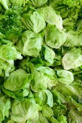 Close-up of fresh green organic lettuce leaves, including romaine and butterhead lettuce, displayed together. Freshly harvested.