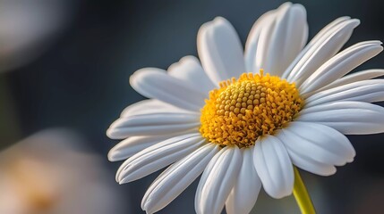 Fototapeta premium Bright daisy in full bloom, showcasing its radiant yellow center and pristine white petals, representing nature’s charm and tranquility, illustrated book style