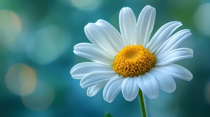 Fototapeta premium Bright daisy in full bloom, showcasing its radiant yellow center and pristine white petals, representing nature’s charm and tranquility, illustrated book style