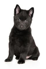 Obraz premium Adorable Black Schipperke Puppy Sitting on White