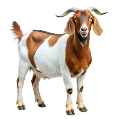 goat on a white background