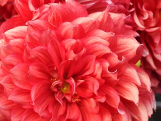 Dahlia, a stunning garden flower, showcases layered petals in vibrant colors. Also known as...