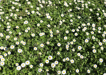 background of white daisies similar to marguerite flowers blooming in spring