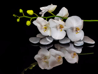 White orchids. Reflection in a black mirror.