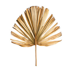 Dried fan shaped tropical palm leaf isolated on transparent background
