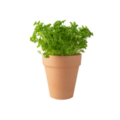 Fototapeta premium Parsley herb in ceramic pot isolated on white background.