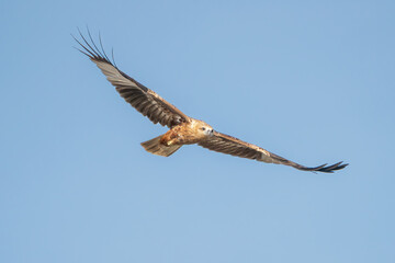 brahminy kite - Haliastur indus indus, red-backed sea-eagle with spanned wings in flight with blue sky in background. Photo from Wilpattu National Park in Sri Lanka. Isolated.