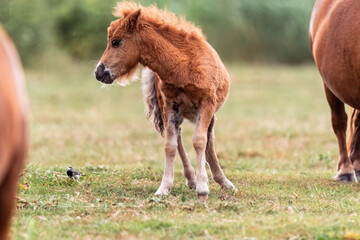Fototapeta premium Cute fluffy pony foal standing on a grassy field. The young horse has a curly mane and soft fur