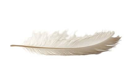 Obraz premium Soft White Feather Light Airy Delicate Nature Bird Texture Background Design Elem