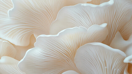 Close-up of white oyster mushrooms with delicate gills and wavy edges. Biotech Fungi. Illustration