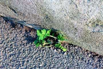 Close-up of weed growing in the crack of a street