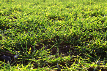 Close-up of patches of green gras on a field with brown soil in between, iluminated by sunlight