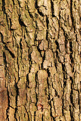 Close-up of a tree bark