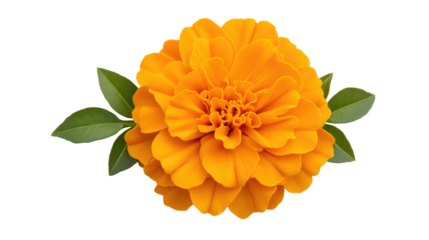 Ultra-detailed macro image of a vibrant orange flower on a clean Transparent background for stock photography use