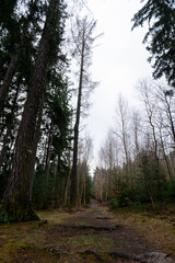 Moody tranquil forest in the rainy spring with lush green plant life