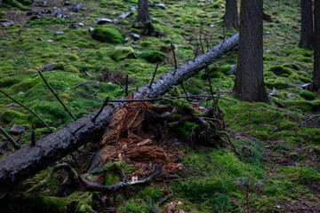 Moody tranquil forest in the rainy spring with lush green plant life