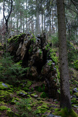 Moody tranquil forest in the rainy spring with lush green plant life