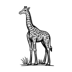 Naklejka premium Elegant giraffe illustration showcasing vintage design elements and intricate hand-drawn details