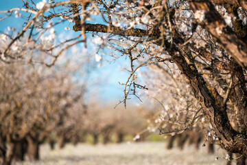 Beautiful view of an almond field with the ground covered in white blossoms in the morning light in the region of Murcia, Spain.