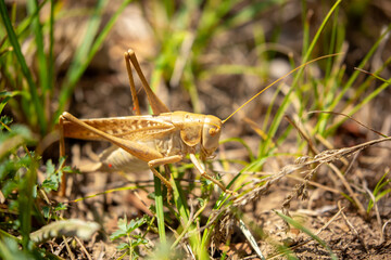 Locust close-up on plants. Locust invasion of agricultural fields. Exotic food of Asia.