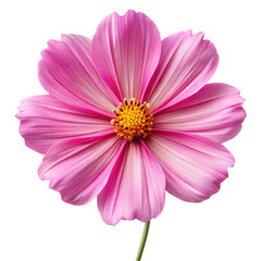 pink gerber daisy isolated