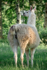 Fototapeta premium White llama standing in a grassy meadow with trees in the background, looking to the side. Natural wildlife and farm animal concept