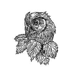 Fototapeta premium Engraved illustration of a wise owl perched among lush leaves in a vintage hand-drawn style