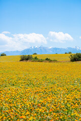 Blooming orange safflower close-up. Safflower fields against the backdrop of mountains. Industrial cultivation of safflower for oil production.