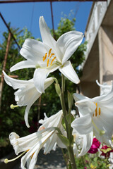 White lily flower in bloom, Lilium candidum