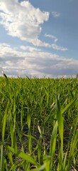 Obraz premium Fresh green grass. Blue sky. Summer.