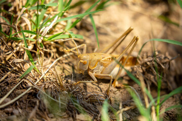 Locust close-up on plants. Locust invasion of agricultural fields. Exotic food of Asia.
