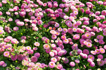 Small pink chrysanthemum flowers