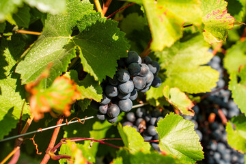 kiść winogron, winogrono