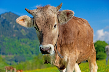 Kuh - Allgäu - Hörner - Braunvieh - Frühling