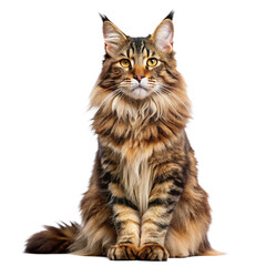 maine coon cat on white background