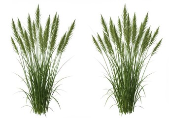 Two bunches of green grass with seed heads isolated against a white background in a studio shot