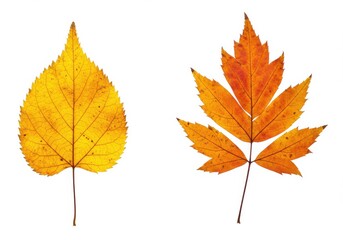 Two autumn leaves displayed on a white background showing their intricate vein patterns and shapes