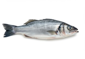 Fototapeta premium A single silver bass fish lying horizontally on a plain white surface in a studio setting view