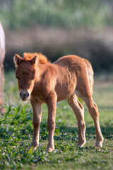 Fototapeta premium Cute fluffy pony foal standing on a grassy field. The young horse has a curly mane and soft fur