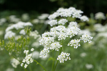 Common yarrow flower in bloom, Achillea millefolium in the nature