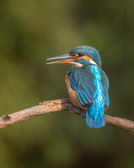 Eisvogel