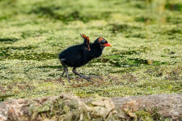 Precious Common Gallinule Chicks Zoomies Stretching Tiny Wings 