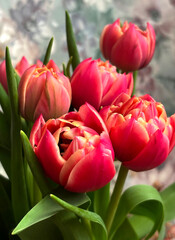 A bouquet of beautiful pink tulips.