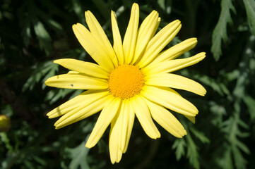 Obraz premium Bright yellow daisy flower in bloomer in bloom
