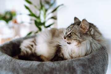 domestic gray fluffy cat enjoying sleep in comfortable cat tree
