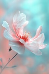 Fototapeta premium Delicate Pastel Pink Flower Bloom