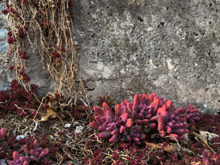 Naklejka premium flower on Rock: Natural Italian Detail