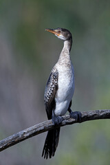 Long-tailed Cormorant (Microcarbo africanus)