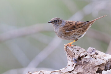 The dunnock, shy woodland dweller 